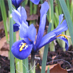 Iris Rticul